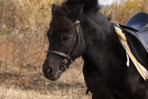 Подарочный сертификат "Катание на лошадях" Дрессированный пони( праздничное поздравление, катание всех детей) Подарочный сертификат "Катание на лошадях" Дрессированный пони( праздничное поздравление, катание всех детей)
